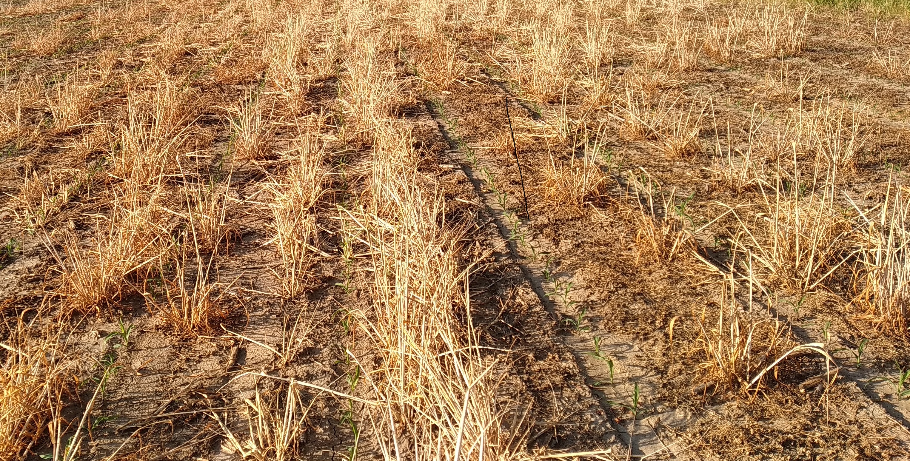 A fragment of a field processed with herbicides